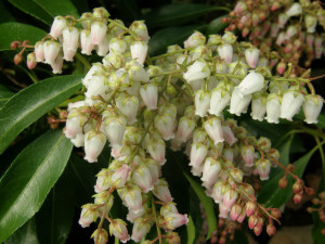 White Pieris Japonica