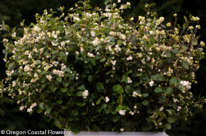 Fresh Green Snowberries