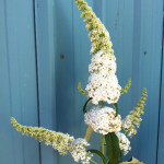 White Spirea