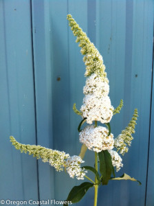 White Spirea