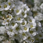 White Spirea Flowers