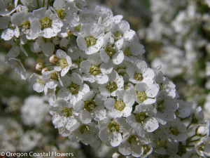 White Spirea Flowers