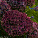 Wholesale Antique Burgundy Hydrangea Flowers