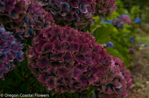 Wholesale Antique Burgundy Hydrangea Flowers