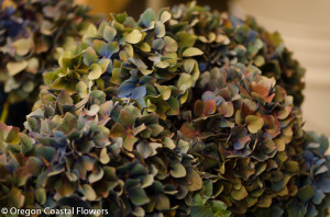 Wholesale Antique Hydrangea