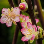 Wholesale Flowering Peach Branches