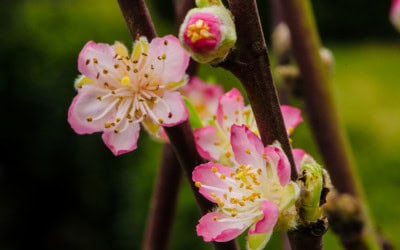 1.31.22 Peach Blossoms Early Winter Flowering Blossom