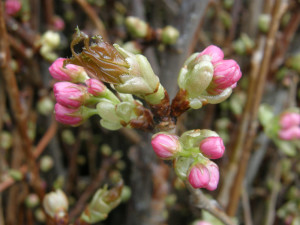Wholesale Flowering Pink Cherry Branches