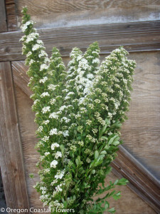 Wholesale Fresh Cut Spirea