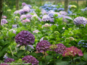 Wholesale Fresh Purple Hydrangea Flowers