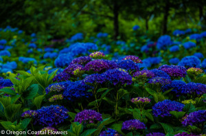 Wholesale Hydrangea Flowers