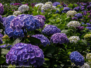 Wholesale Lavender Hydrangea