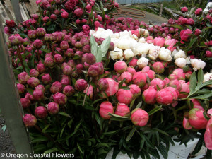 5.30.22 Peony Flowers White & Pink Peonies.