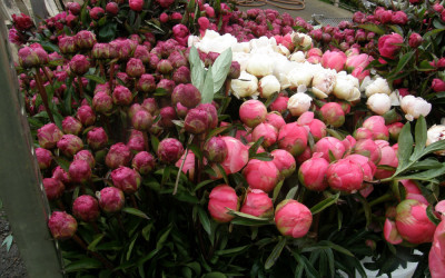 5.30.22 Peony Flowers White & Pink Peonies.