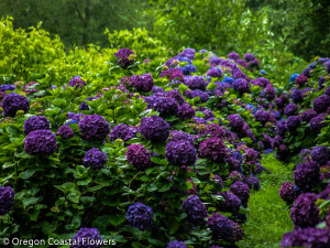 Purple Hydrangea Wedding Flowers
