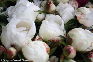 Wholesale White Peonies
