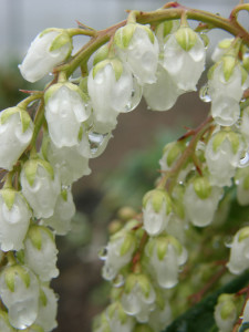 Blooming Pieris japonica white andromeda 2.22.18