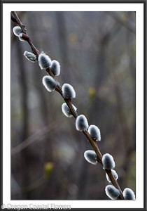 Wild Pussy Willow Branches