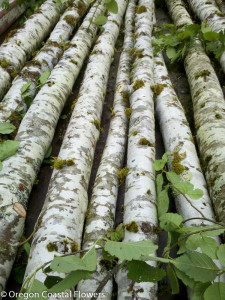 Birch Poles 3.23.17