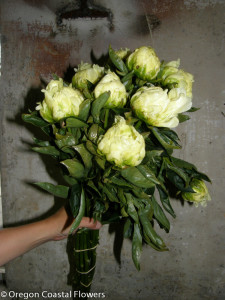 Yellow Peonies