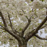 Blooming White Cherry Branches