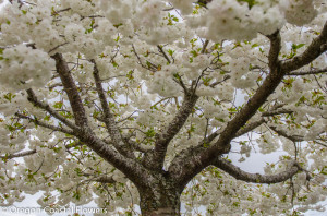 White Flowering Cherry Branches
