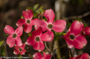 Pink & Green Flowering Dogwood