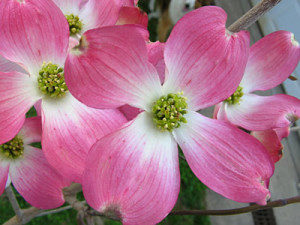 4.18.21 Flowering Dogwood Branches shipped nationally.