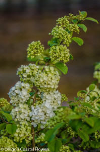 Easter Flowering Branches White Cherry Branches