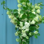 Popcorn viburnum