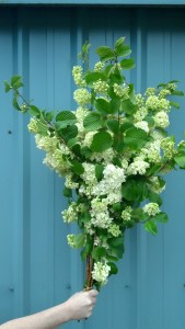 Popcorn Viburnum
