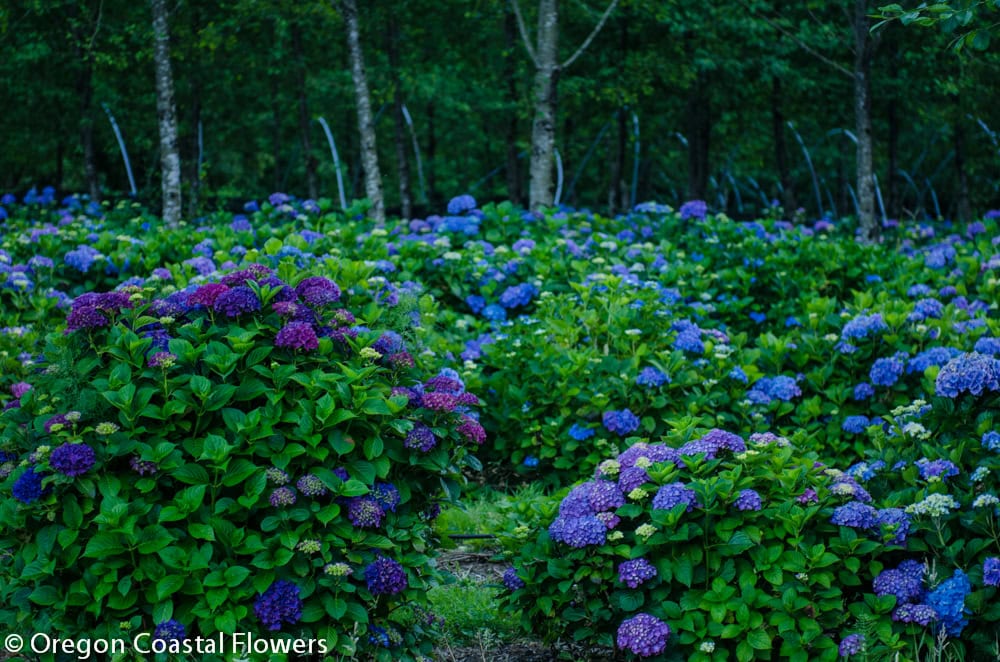 Big Blue, Purple, & Lavender Hydrangea