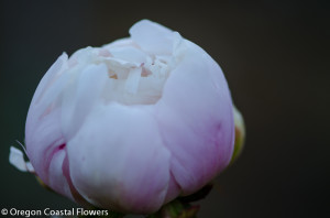 Bulk Blush Wholesale Wedding Peonies