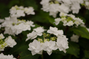 6.20.19 White Lacecap Hydrangeas, beautiful white hydrangea flowers.