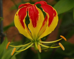 Gloriosa Lily Flowers on the Vine for Designers