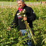 Peony Farm Harvest