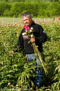 Early Season American Grown Peonies