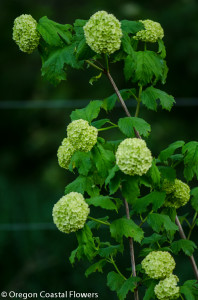 Snowball viburnum from the Oregon Coast.
