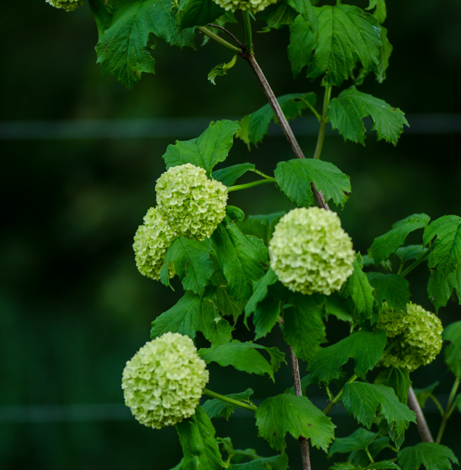 Snowball viburnum from the Oregon Coast.