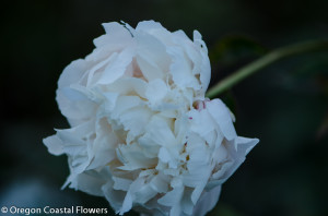 Wholesale Peonies -- Lavender, Pink, & Burgundy.