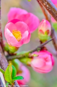 Blooming Quince Branches