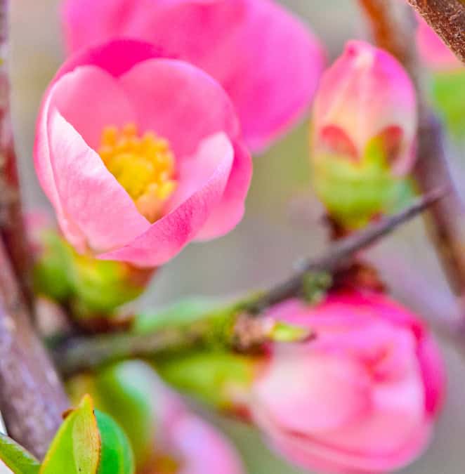 Blooming Quince Branches