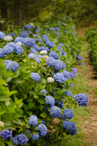 Blue Hydrangea Wedding Flowers