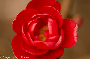 Double Flowering Red Quince