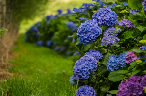 Blue Hydrangeas Wedding Flowers