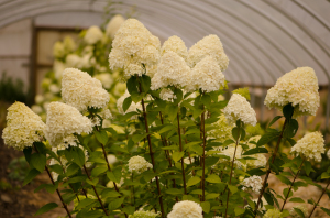 Ivory Cone Shaped Pee Gee Hydrangeas