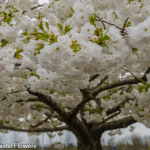 White Cherry Branches