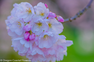 4.17.22 Double White Cherry Branches Flowering Blossoms