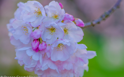 4.17.22 Double White Cherry Branches Flowering Blossoms