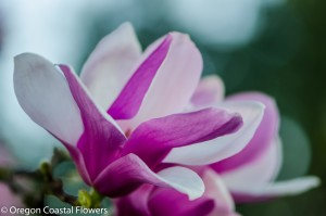 Lavender Magnolia Blooming Branches